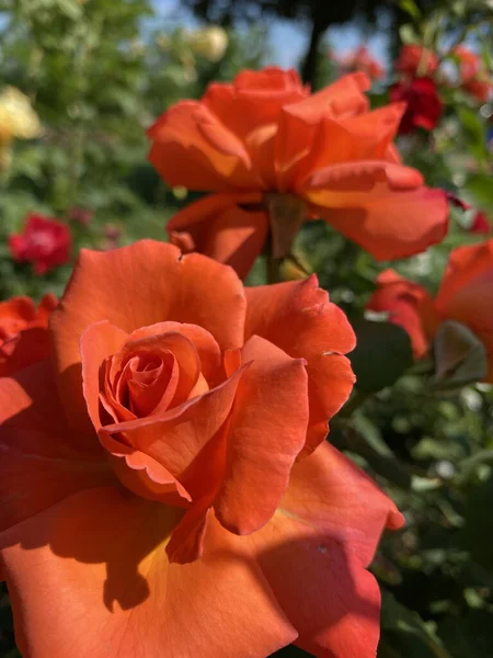 Foto Primer Plano Rosa Naranja Brillante Jardín Flor Rosa Escarlata —  Fotos de Stock