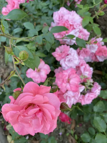 Hassasiyet pembe gülü kapatın. Arka planda yumuşak renk çiçek ve stil bulanıklık. Makro fotoğraf taze gül.