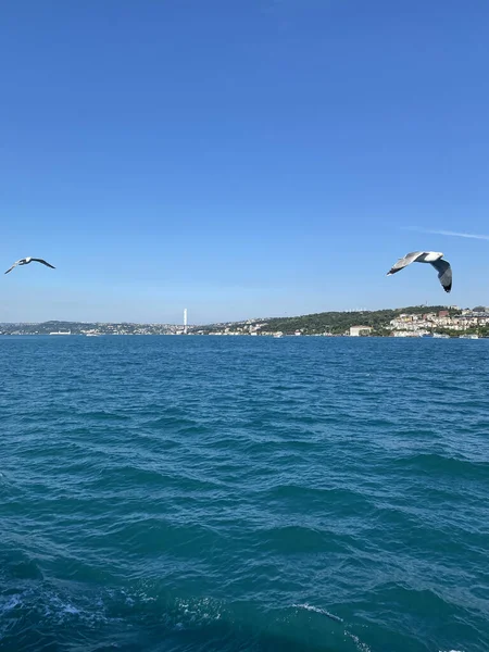 İstanbul, Türkiye - İstanbul Boğazı 'ndan geçen bir feribot. İstanbul 'un tarihi parçası Türkiye' nin kayıktan İstanbul Boğazı 'nı geçen güzel kıç dalgası ve martıları. Türkiye seyahat kavramı