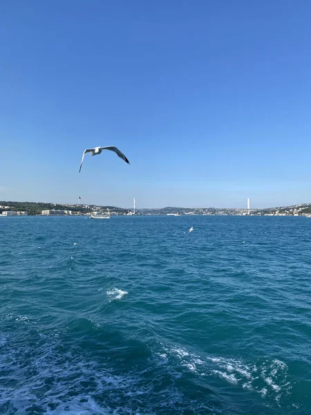 İstanbul, Türkiye - İstanbul Boğazı 'ndan geçen bir feribot. İstanbul 'un tarihi parçası Türkiye' nin kayıktan İstanbul Boğazı 'nı geçen güzel kıç dalgası ve martıları. Türkiye seyahat kavramı