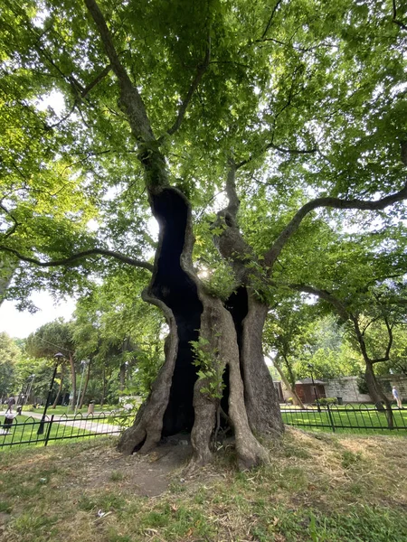 나무에 커다란 의검은 — 스톡 사진