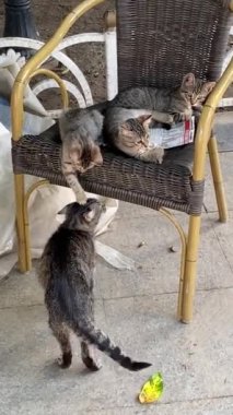 İstanbul Kedileri, Türkiye Güzel bir yaz gününde