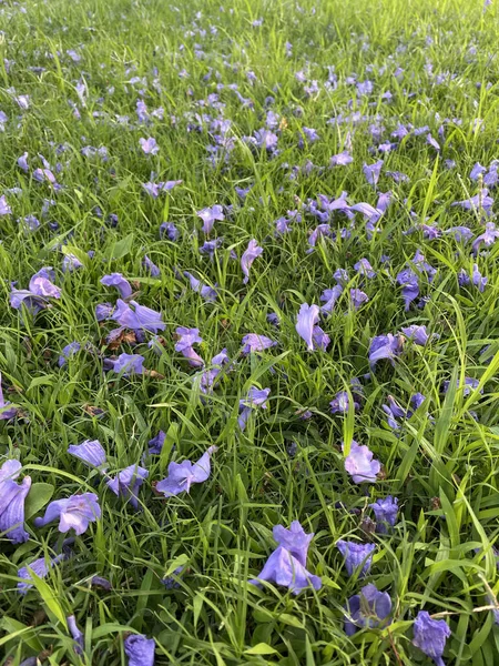 Jacaranda Bloeien Het Voorjaar Geschikt Voor Achtergrond Close Van Violet — Stockfoto