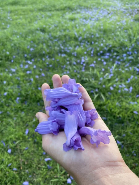 Jacaranda bloom at spring time fit for background. Close up of Violet blue purple flowers of the Jacaranda Mimosifolia tree, jacaranda, blue jacaranda.