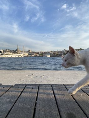 Sokak kedisi Boğaz 'ın rıhtımında yürüyor. Kontrast güneş ışığı. İstanbul, Türkiye.