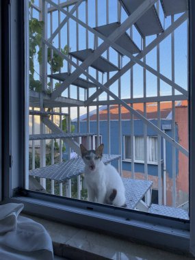 Güzel sokak kedisi yemek istemeye geldi. Pencerenin arkasında bir kedi oturuyor..