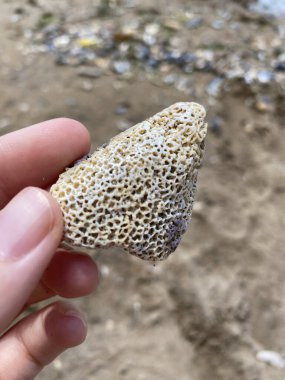 El ele tutuşan mercan beyaz kaya fosili. Kuru, ölü mercan yapısı. Mercan resifi fosilleşmiş - doku. Sahilde mercanlar ve okyanus kabukları. Deniz kumu, kabuklar, ağıllar, taşlar.. 