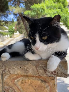 Prens Adaları (Buukada) Türkiye 'de yolda oturan siyah beyaz bir kedi. Güzel siyah beyaz kedi dinleniyor. Şehirdeki hayvanlar..