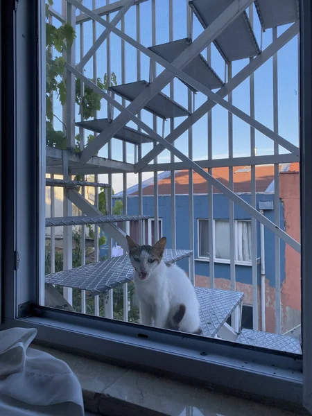 Piękny Uliczny Kot Przyszedł Prosić Jedzenie Kot Siedzi Oknem — Zdjęcie stockowe