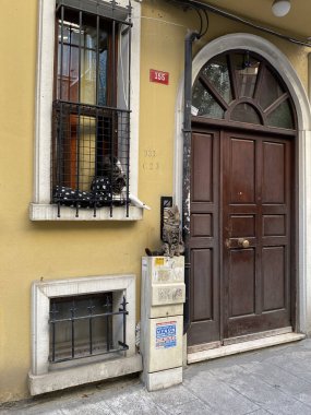 İstanbul, Türkiye. Kafenin etrafındaki trattare üzerinde duran kedi portresi. İstanbul Caddesi, Türkiye. İstanbul konsept fotoğrafında başıboş hayvanlar.