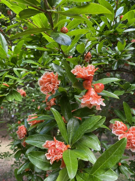 Granaatappelboom Bloesem Oleander Roze Bloemen Tuin Bloemen Van Granaatappel Met — Stockfoto