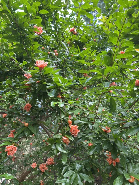 庭にはザクロの木の花とオレンジ色のピンクの花 ツリーに葉を持つザクロの花 一般的にザクロの木やソコトランザクロとして知られているプニカ プロポプニカ — ストック写真