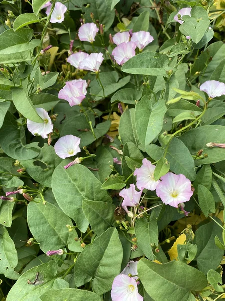 フィールド内のビン雑草 Convolvulus Arvensis ピンクの花 — ストック写真