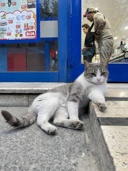 Istanbul Türkei Großaufnahme Porträt Der Katze Liegt Auf Trattare Rund — Stockfoto