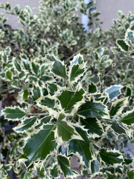 Ilex Aquifolium Holly Engelse Hulst Groene Bladeren — Stockfoto