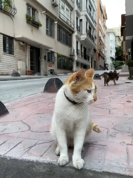 Istambul Turquia Close Retrato Gato Encontra Trattare Torno Café Rua — Fotografia de Stock