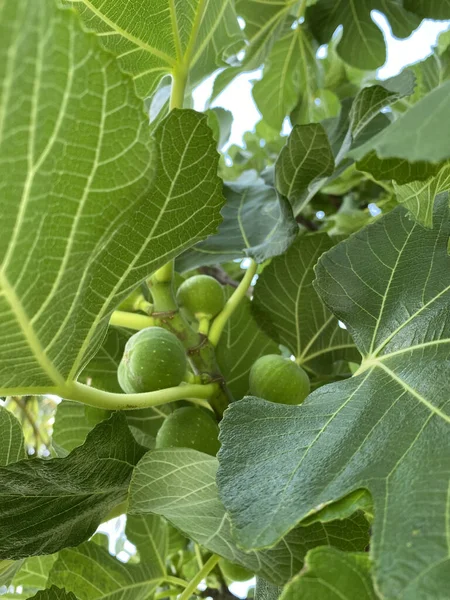 Bunch Green Figs Fig Tree Fresh Green Fig Growing Tree — Foto de Stock