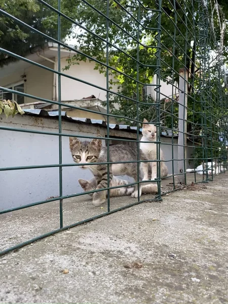 Katzenjungtier Hinter Zaun Niedliches Trauriges Kleines Kätzchen Versteckt Sich Draußen — Stockfoto