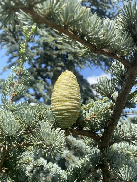 Closeup Pine Cone Growing Evergreen Boreal Forest Blurred Sky Background — Foto de Stock