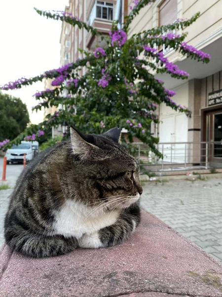 Echte Wildkatze Wildnisalleenkatze Schöne Grau Gestreifte Heck Katze — Stockfoto