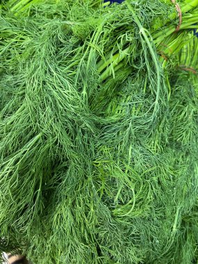 Fresh green dill background. Green dill texture. Bunch of dill. Seasoning. Spice for different dishes