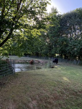 ows graze on the eco-friendly field, next to the farm. Cow pasture. They have long horns and long wavy coats. Duderstadt, Germany
