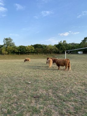 ows graze on the eco-friendly field, next to the farm. Cow pasture. They have long horns and long wavy coats. Duderstadt, Germany