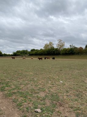 ows graze on the eco-friendly field, next to the farm. Cow pasture. They have long horns and long wavy coats. Duderstadt, Germany