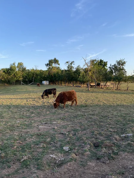 Ows Graze Eco Friendly Field Next Farm Cow Pasture Have — стокове фото