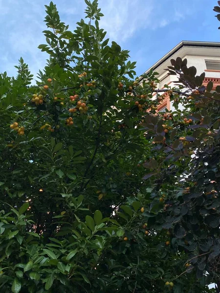 Many Apples Tree Ready Harvested Ripe Apple Fruits Summer Garden — Stockfoto