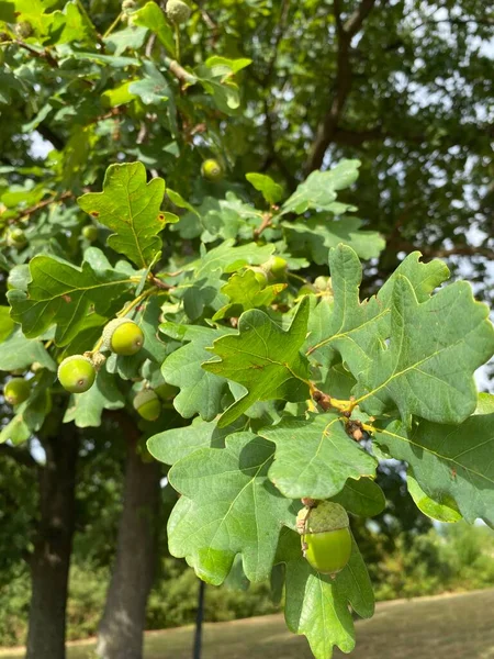 Δρυς Quercus Robur Κοινώς Γνωστό Αγγλική Δρυς Δρυς Pedunculate Γαλλική — Φωτογραφία Αρχείου