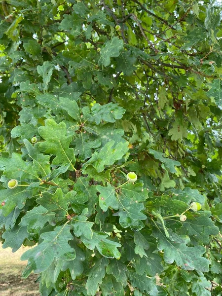 Pedunculate Oak Quercus Robur Commonly Known English Oak Pedunculate Oak — Photo
