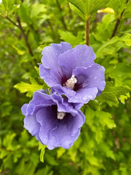 Purple Flower Hibiscus Syriacus Rose Sharon Green Background — Stockfoto