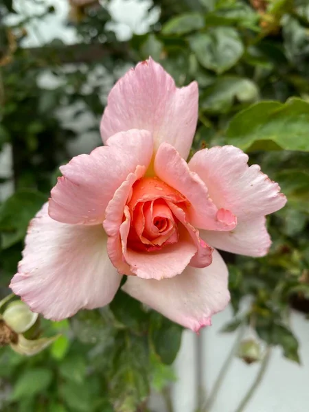 Bahçedeki güller, güzel güneşli bir günde güller güzeldir..