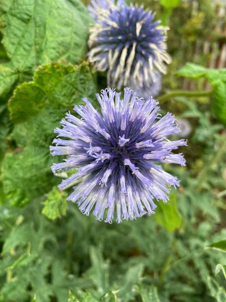 Perennial Flowers Growing Spring Various Flowers — 图库照片