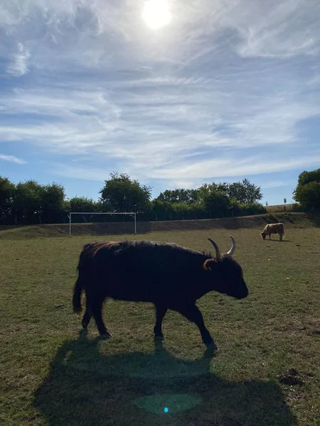 Highland Cow Grazing Grassland Highland Cattle Grazing Late Summer Cow — Stockfoto