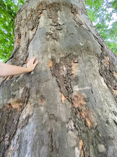 Junge Weibliche Hand Berührt Sommer Alte Baumrinde Und Symbolisiert Die — Stockfoto