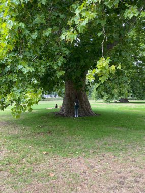 kaldırım, kaldırım sokak yol ağaçları ile Park'ta yürüyordunuz. doğa manzara. Yaz yürüyüş.