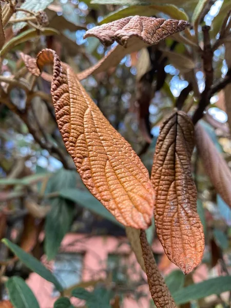 Viburnum Rhytidophyllum Viburnum Leathery Viburnum Wrinkled 树枝上长满了纹理的叶子 美丽的植物背景 — 图库照片