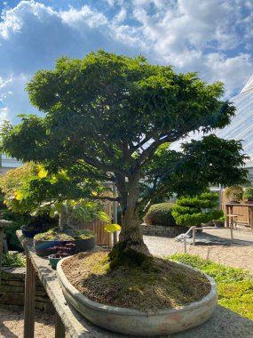 Bonsai Ağacı, Japon ardıç bonsai. Dışarıdaki ahşap bir masada çok eski bonsai ağaçları. 