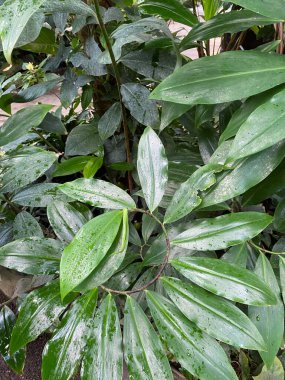 Crape Ginger ya da Costus Specosus yaprakları