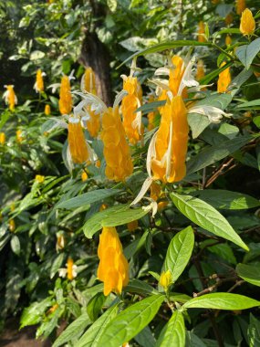 Sarı çiçekler, yakın plan, Pachistachis sınıfı. Çiçekli sarı çiçekli bir ev bitkisi. Pachistachis 'in yakın planında bulanık, koyu bir arka plan var.