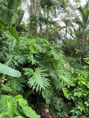Thaumatophyllum bipinnatifidum yaygın isimleri: bölünmüş yapraklı filodendron, dantelli ağaç filodendronu, selloum, at başı filodendronu