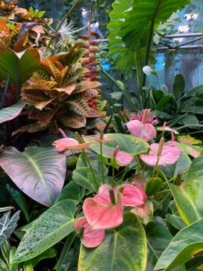 Köln Çikolata Müzesi 'ndeki güzel bitki. Canlı botanik manzarası.