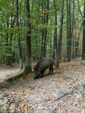 Yaban domuzu ormana girdi. Yaban domuzu. Avrupa domuzu yiyecek arıyor