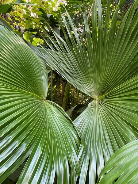 Palm tree in the park garden. Tropical palm leaves. Leaves texture green background on garden
