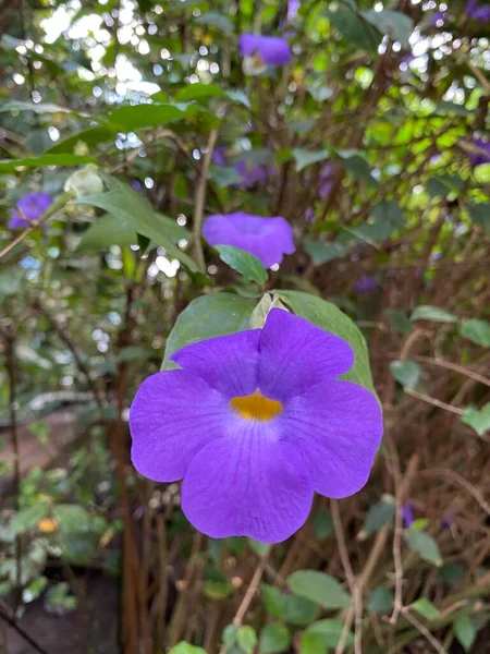 The deep blue flowers of the Bush Clock Vine plant. Botanical name Thunbergia erecta. Small dew drops can be seen on a couple of the petals.