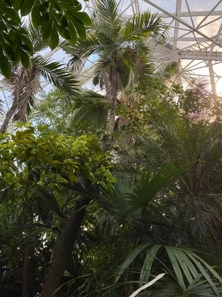 Şehir parkının parçaları, Grugapark 'ın açık havası. Güzel yeşil şehir parkı. Botanik bahçesinden resimler..