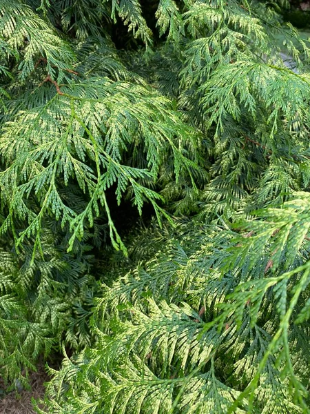 Prachtig Japans Cipressenblad Het Bos Leyland Cipres Cupressaceae Groenblijvende Naaldboom — Stockfoto