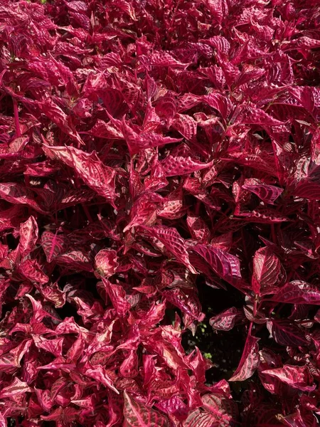 Rode Bladeren Van Plant Iresine Herbstii Een Bloembed Met Felrode — Stockfoto